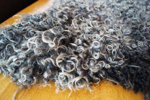 Peaux de mouton - Gotland - curly-sheepskin-beauty