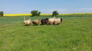 Peaux de mouton - Spelsau - fabulous-spelsau-sheepskin