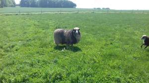 Peaux de mouton - Spelsau - fantastic-spelsau-sheepskin