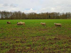 Peaux de mouton - Peaux hollandaises - lovely-sheepskin-texel-holland2